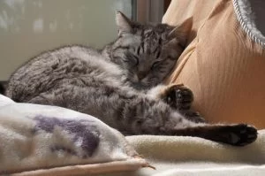 ココが我が家に来て半年