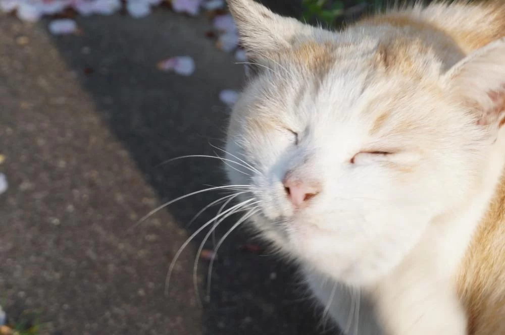 猫ハウス荒らされる！！