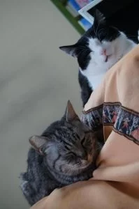 わが家の巣ごもりは平時と同じ!! わが家の巣ごもりは平時と同じ!!