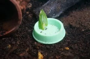 今年も続々と誕生してます