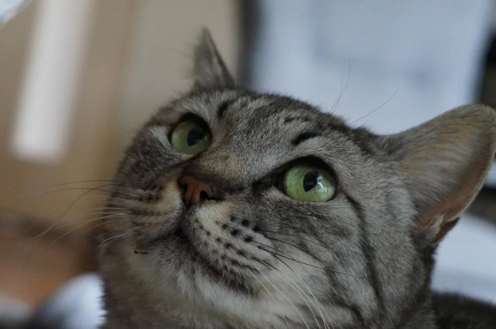 犬猫の生体販売をやめた理由は実は愛護という観点ではないのかも？？