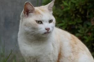 外暮らしの長い猫と家暮らしの長い猫の初動の違い
