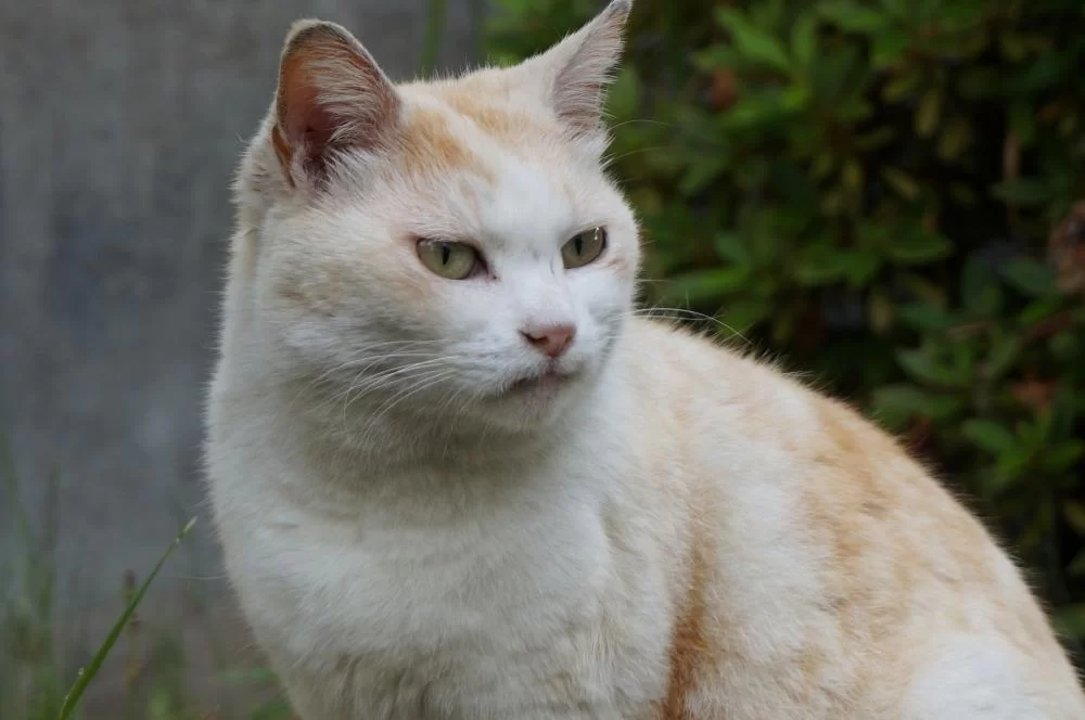 外暮らしの長い猫と家暮らしの長い猫の初動の違い