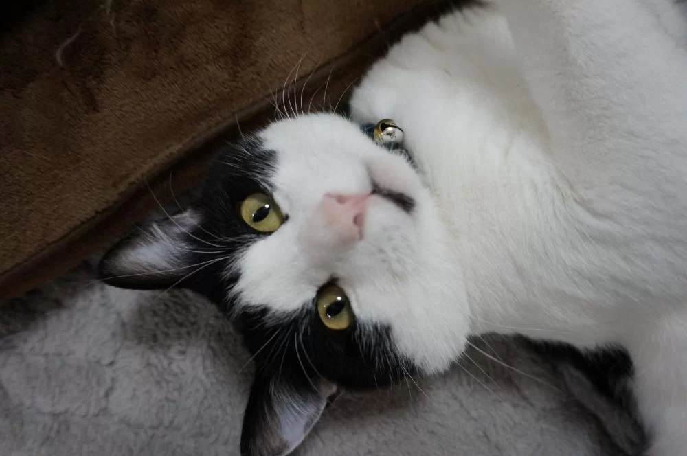 また猫モチーフが増えた|Ordinary Life