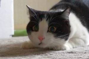 モモ 猫 モモ 猫