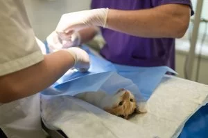 猫を腎臓病から救える!?AIMってなぁに? 猫を腎臓病から救える!?AIMってなぁに?