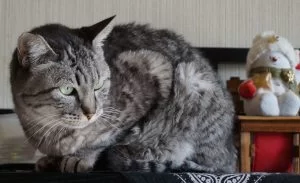 ココは、この頃太ったかも・・・・。