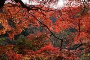 2018-11-26 11:35:35