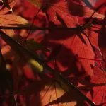2018-11-26 11:36:32