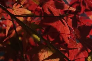 2018-11-26 11:36:32