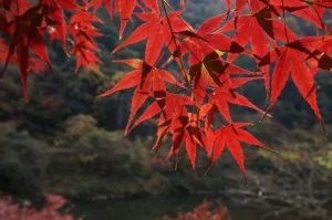 2018-11-26 11:37:08