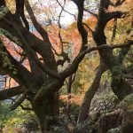 2018-11-26 11:46:59