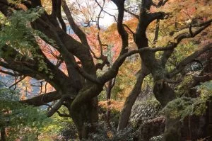 2018-11-26 11:46:59