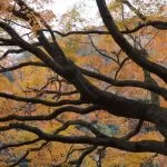 2018-11-26 12:53:50