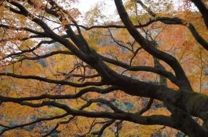 2018-11-26 12:53:50
