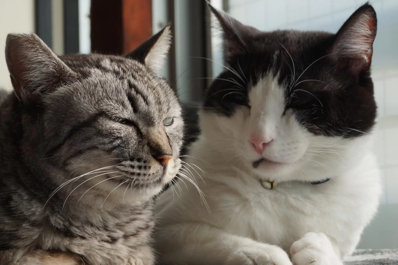 猫のFIP治療に対するクラウドファンディング増加．．って．．