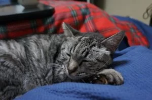 あぁ．．猫も飼い主も体調不良．．．その後の経過