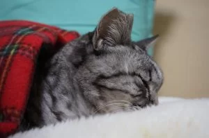 TNR活動ってどうなのよ．．と感じる今日この頃