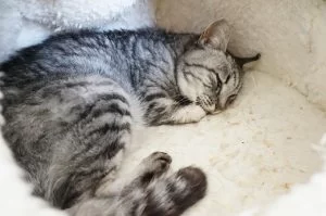 一緒に暮らしてきた猫の最期を看取るということ.. 一緒に暮らしてきた猫の最期を看取るということ..