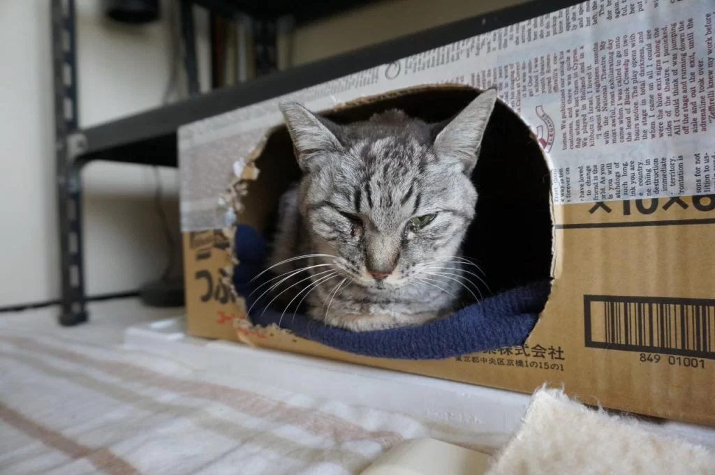 一緒に暮らしてきた猫の最期を看取るということ．．|Ordinary Life
