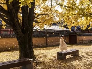 韓国ドラマ【王になった男】で時折流れているあの曲は？