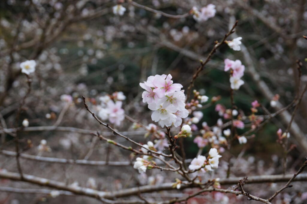 小原四季桜　　秋と春、2度咲く桜　　　　　　　　　　　　　　　秋は紅葉とのコラボ不思議な世界！！|Ordinary Life