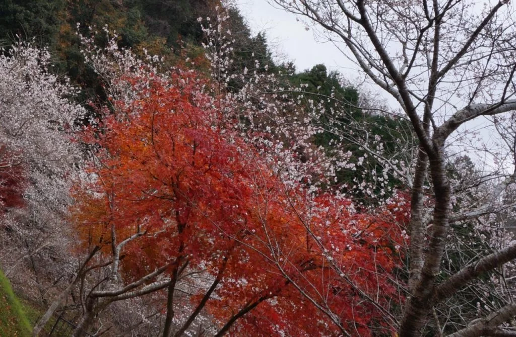 小原四季桜　　秋と春、2度咲く桜<br>秋は紅葉とのコラボ不思議な世界！！|Ordinary Life
