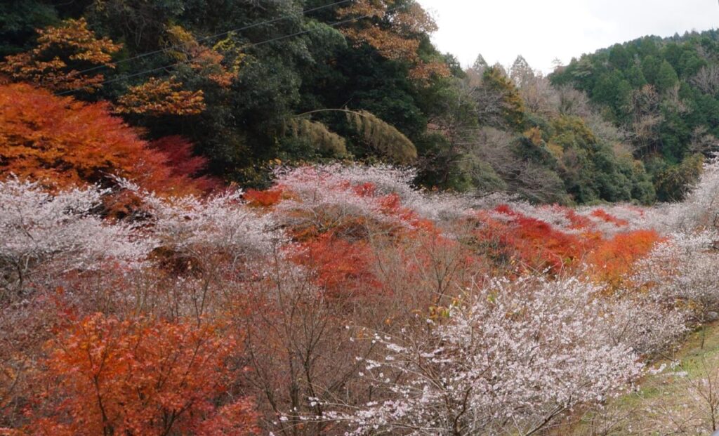 小原四季桜　　秋と春、2度咲く桜　　　　　　　　　　　　　　　秋は紅葉とのコラボ不思議な世界！！