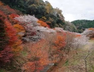 2023-11-30 11:44:35