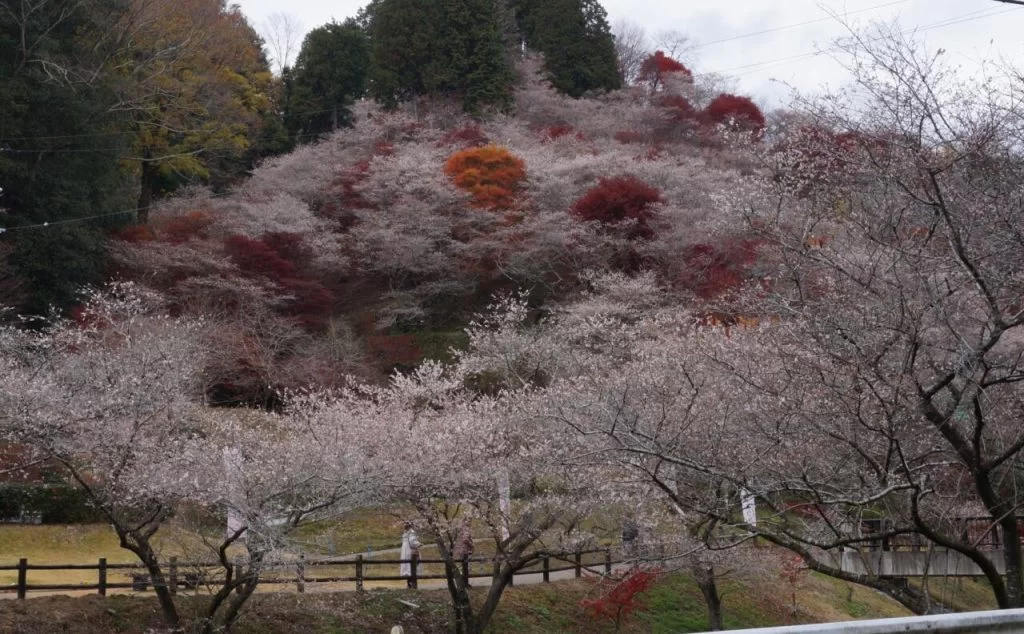 小原四季桜　　秋と春、2度咲く桜<br>秋は紅葉とのコラボ不思議な世界！！|Ordinary Life