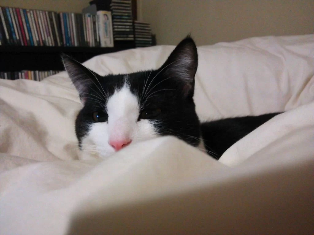 Happy 8th birthday, Momo! — モモ8歳 —|Ordinary Life