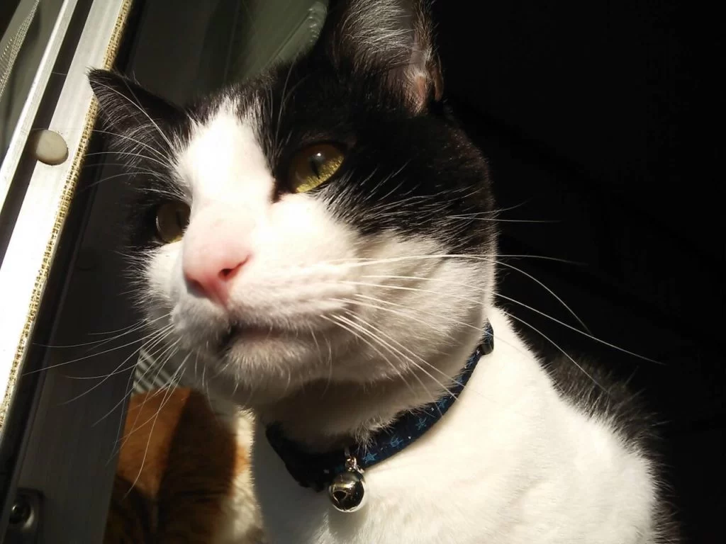 Happy 8th birthday, Momo! — モモ8歳 —|Ordinary Life
