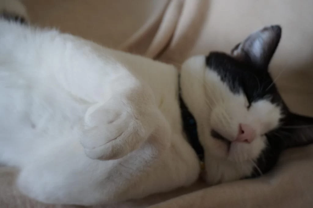 Happy 8th birthday, Momo! — モモ8歳 —|Ordinary Life