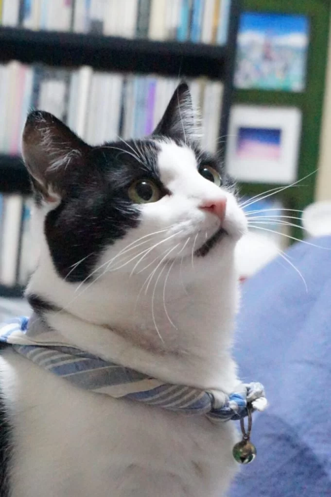 Happy 8th birthday, Momo! — モモ8歳 —|Ordinary Life