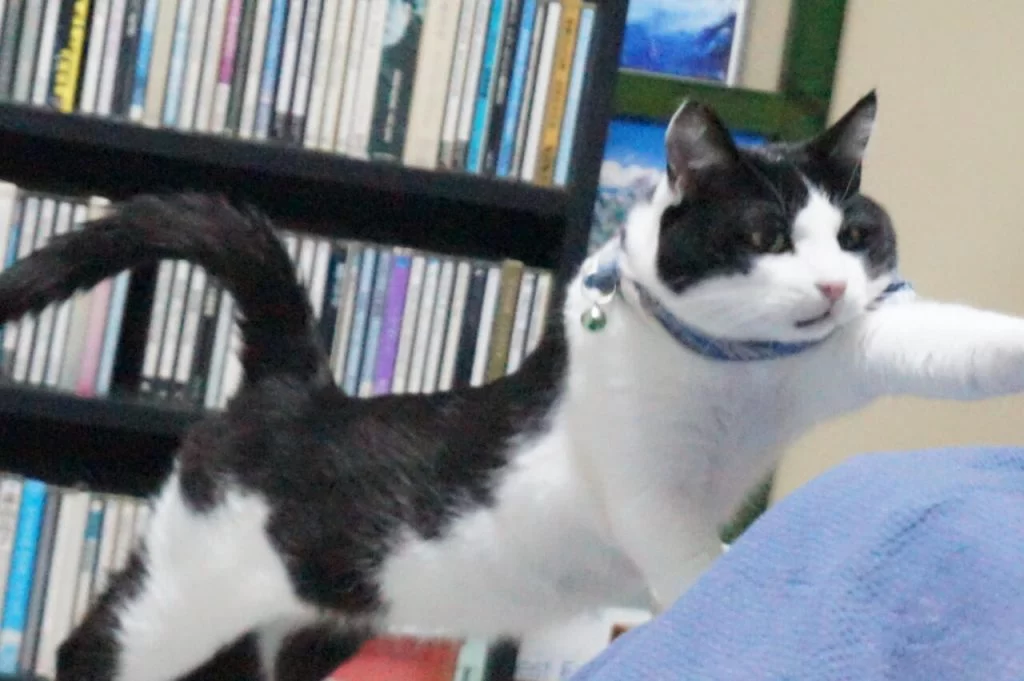Happy 8th birthday, Momo! — モモ8歳 —|Ordinary Life