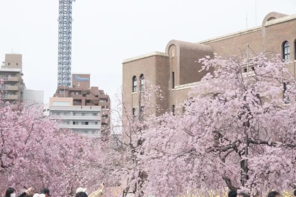 もう見れないかもと思った・・・・<br>２０２４年、桜満開！！|Ordinary Life