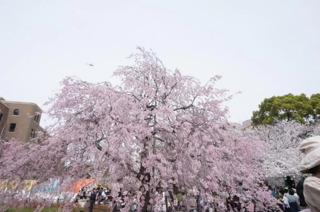 もう見れないかもと思った・・・・<br>２０２４年、桜満開！！|Ordinary Life