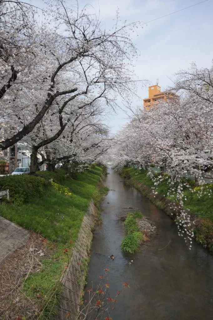 もう見れないかもと思った・・・・<br>２０２４年、桜満開！！|Ordinary Life