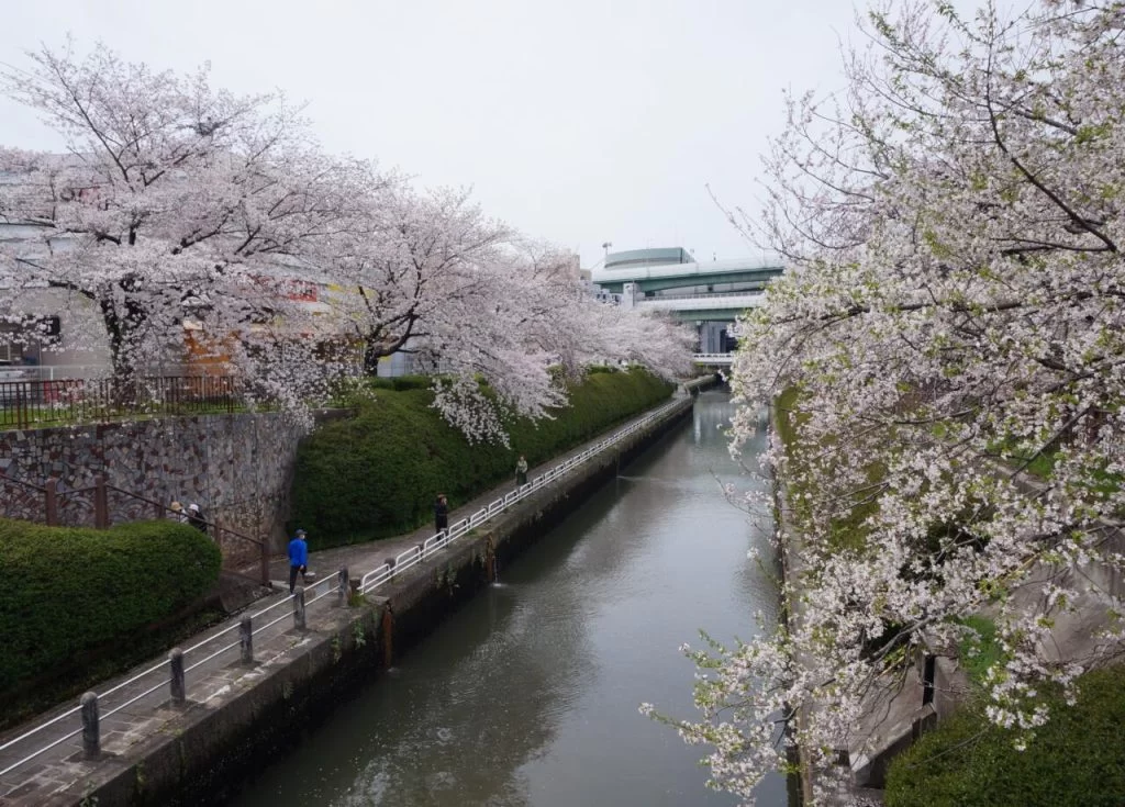 もう見れないかもと思った・・・・<br>２０２４年、桜満開！！|Ordinary Life