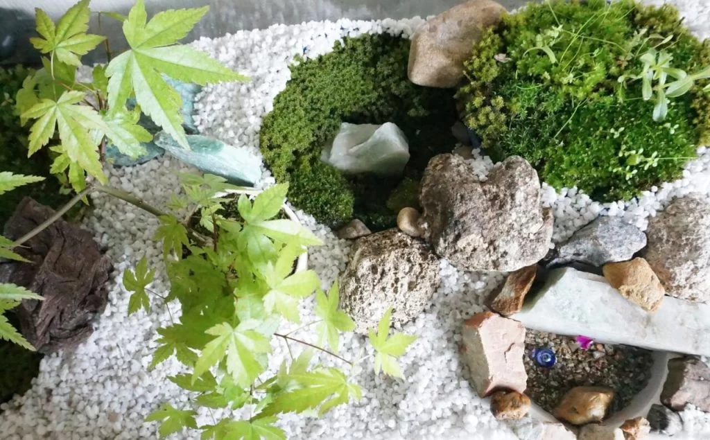2年越しの苔庭つくり・・・・|Ordinary Life
