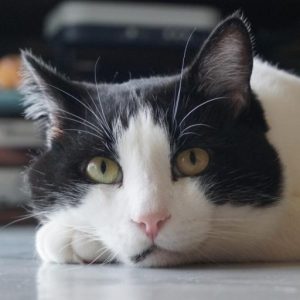 ギャラリー挿入したら自動で画像切り替えのあるライトボックス表示できるようにしといた件|Ordinary Life