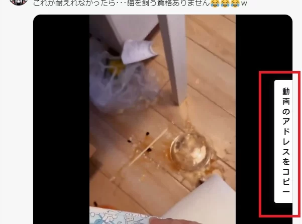 ちょっと行き過ぎ感あるけど「これが耐えれなかったら･･･猫を飼う資格ありません」の動画に納得|Ordinary Life