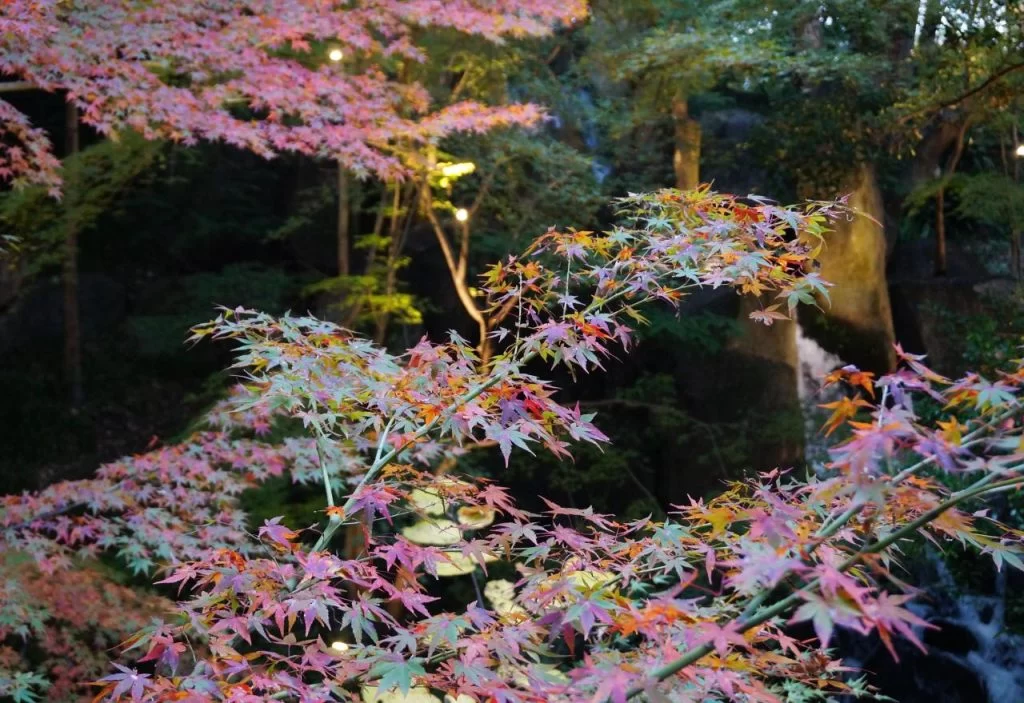 名古屋市内紅葉名所、『　徳川園　』へ行ってみた|Ordinary Life