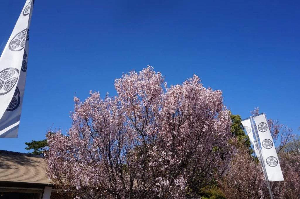徳川園の桜は『 東海さくら 』と呼ばれる・・・ 開花はソメイヨシノより早く咲く|Ordinary Life 徳川園の桜は『 東海さくら 』と呼ばれる・・・ 開花はソメイヨシノより早く咲く|Ordinary Life
