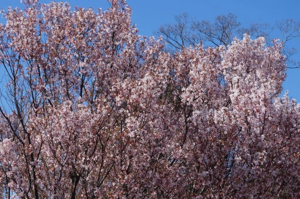 徳川園の桜は『 東海さくら 』と呼ばれる・・・ 開花はソメイヨシノより早く咲く|Ordinary Life 徳川園の桜は『 東海さくら 』と呼ばれる・・・ 開花はソメイヨシノより早く咲く|Ordinary Life