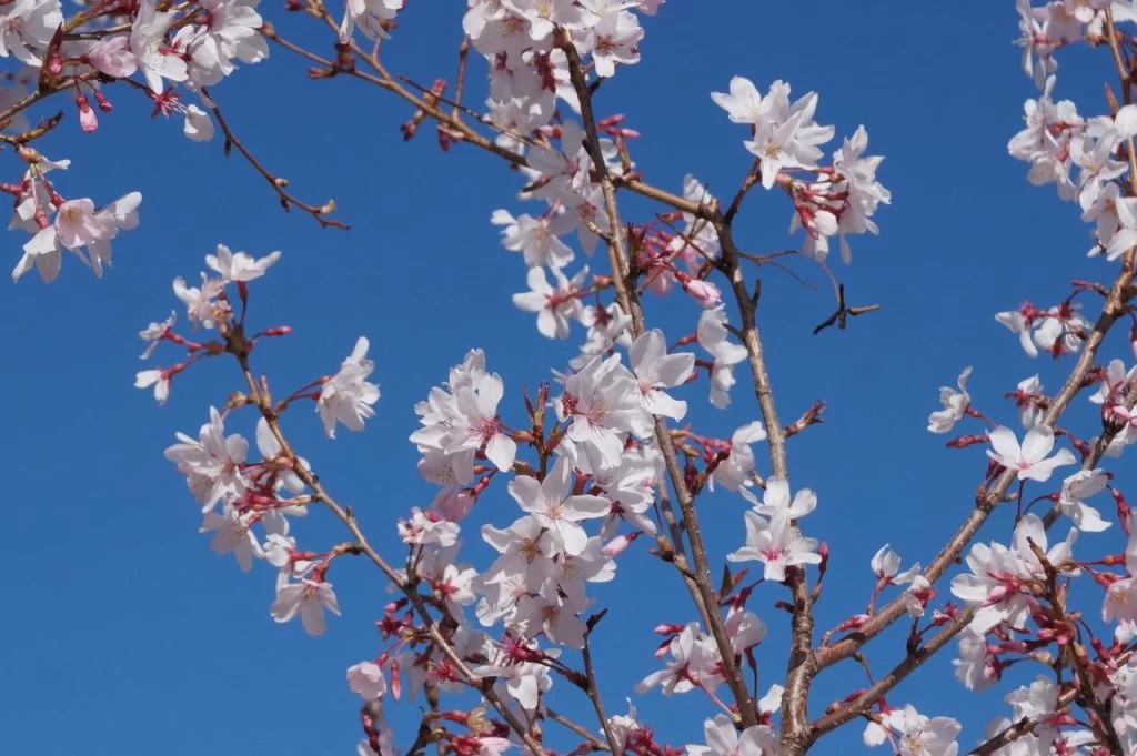 徳川園の桜は『 東海さくら 』と呼ばれる・・・ 開花はソメイヨシノより早く咲く|Ordinary Life 徳川園の桜は『 東海さくら 』と呼ばれる・・・ 開花はソメイヨシノより早く咲く|Ordinary Life
