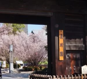 徳川園の桜は『　東海さくら　』と呼ばれる・・・　開花はソメイヨシノより早く咲く