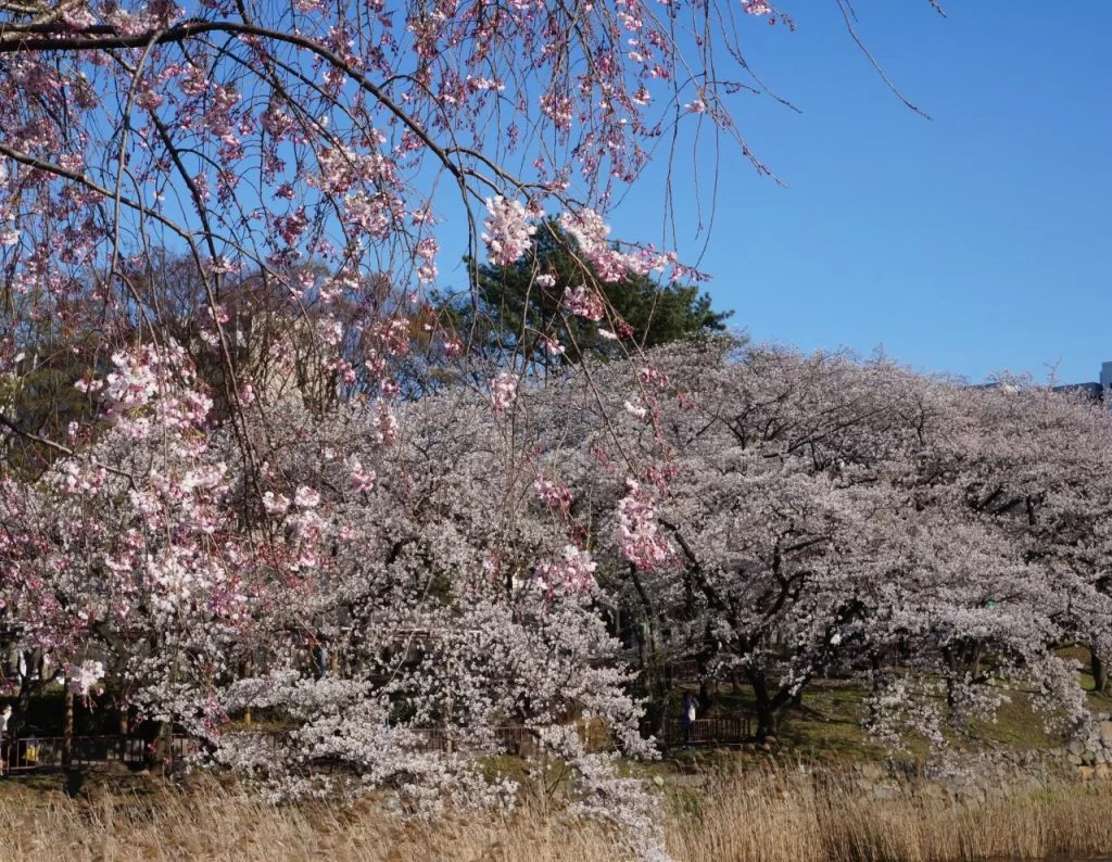 桜満開の名古屋城と名城公園の写真 2025|Ordinary Life