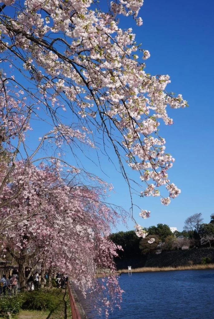 桜満開の名古屋城と名城公園の写真 2025|Ordinary Life