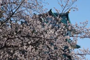 桜満開の名古屋城と名城公園の写真 2025 桜満開の名古屋城と名城公園の写真 2025